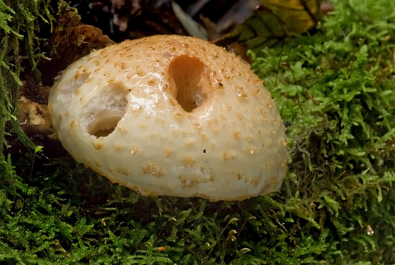 Pholiota squarrosoides